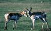 Pronghorn Antelopes (Antilocapra americana)