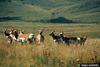 Pronghorn Antelopes (Antilocapra americana)