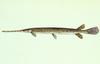 Longnose Gar (Lepisosteus osseus)