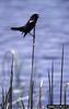 Red-winged Blackbird (Agelaius phoeniceus)
