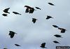 Red-winged Blackbirds (Agelaius phoeniceus)