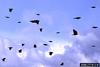 Red-winged Blackbirds (Agelaius phoeniceus)