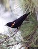 Red-winged Blackbird (Agelaius phoeniceus)