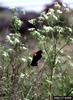 Red-winged Blackbird (Agelaius phoeniceus)