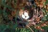 Red-winged Blackbird (Agelaius phoeniceus) eggs