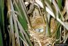 Red-winged Blackbird (Agelaius phoeniceus) eggs