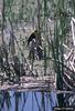 Yellow-headed Blackbird (Xanthocephalus xanthocephalus)