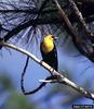 Yellow-headed Blackbird (Xanthocephalus xanthocephalus)