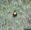 Yellow-headed Blackbird (Xanthocephalus xanthocephalus)