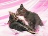 Lovely kittens