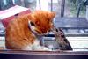 buddies
