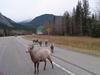sheep