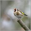 Cute perch