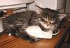 cat mouse