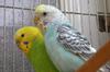 My pets