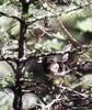 Dark-eyed Junco (Junco hyemalis)