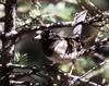 Dark-eyed Junco (Junco hyemalis)