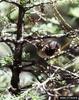 Dark-eyed Junco (Junco hyemalis)