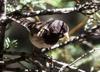 Dark-eyed Junco (Junco hyemalis)