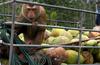 Coconut picker's way to home