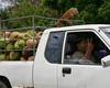 Coconut picker's way to home