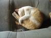 Napping cat