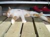 Napping cat