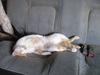 Napping cat