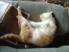 Napping cat