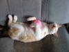 Napping cat
