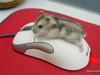 MICE