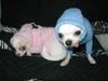 Why dogs hate owners