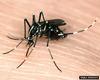 Asian Tiger Mosquito (Aedes albopictus)