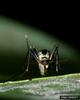Eastern Treehole Mosquito (Aedes triseriatus)