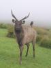 Sri lankan deer taken from horten plance range of worlds end