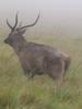 Sri lankan deer taken from horten plance range of worlds end