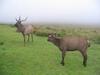 Sri lankan deer taken from horten plance range of worlds end