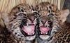Cute leopard cubs