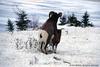 Big Horn Sheep Mating