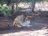 Lions Mating