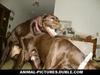 Dogs