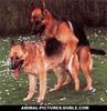 Dogs3