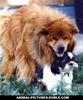 Dogs5