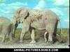 Elephants