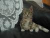 my cat
