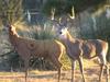 A Really Great Deer Decoy 1