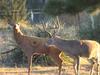 A Really Great Deer Decoy 2