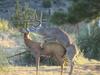 A Really Great Deer Decoy 4