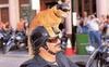 Easy Rider
