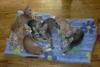 7 Kittens